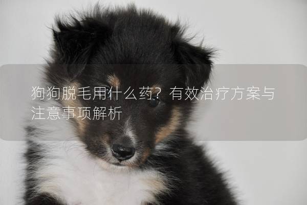 狗狗脱毛用什么药？有效治疗方案与注意事项解析