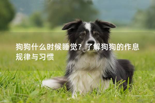 狗狗什么时候睡觉？了解狗狗的作息规律与习惯