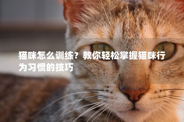 猫咪怎么训练？教你轻松掌握猫咪行为习惯的技巧