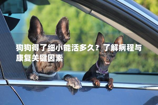 狗狗得了细小能活多久？了解病程与康复关键因素
