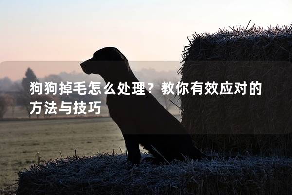 狗狗掉毛怎么处理？教你有效应对的方法与技巧