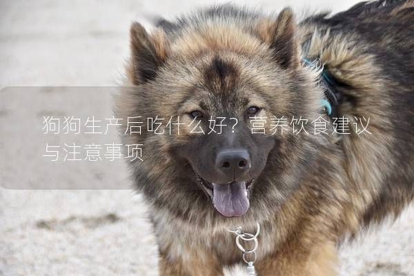 狗狗生产后吃什么好？营养饮食建议与注意事项