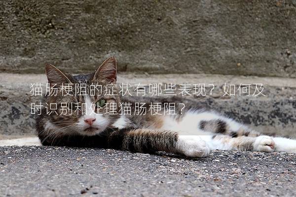 猫肠梗阻的症状有哪些表现？如何及时识别和处理猫肠梗阻？
