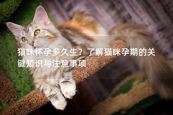 猫咪怀孕多久生？了解猫咪孕期的关键知识与注意事项