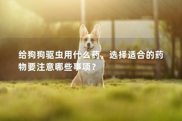 给狗狗驱虫用什么药，选择适合的药物要注意哪些事项？