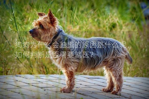 狗狗为什么会抽搐的原因是什么呢，如何判断是否需要就医？