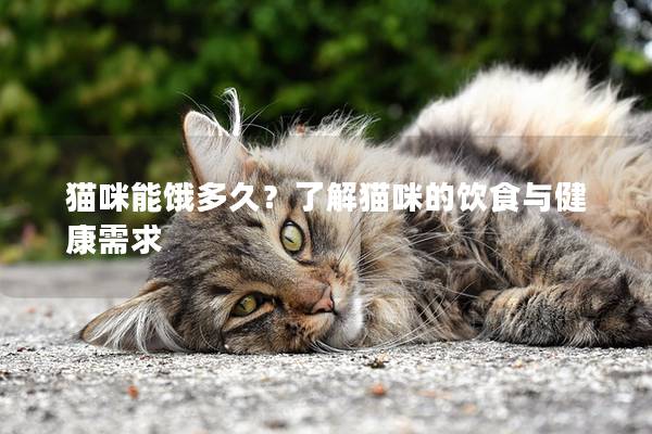 猫咪能饿多久？了解猫咪的饮食与健康需求