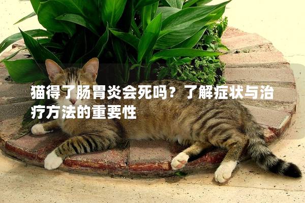 猫得了肠胃炎会死吗？了解症状与治疗方法的重要性