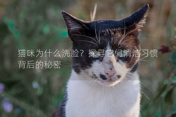 猫咪为什么洗脸？探寻它们清洁习惯背后的秘密