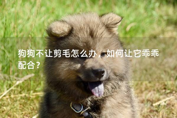 狗狗不让剪毛怎么办，如何让它乖乖配合？