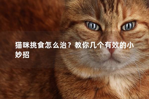 猫咪挑食怎么治？教你几个有效的小妙招