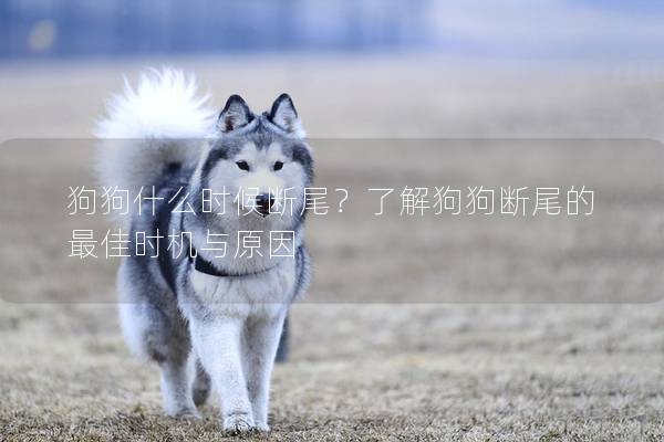 狗狗什么时候断尾？了解狗狗断尾的最佳时机与原因