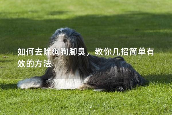 如何去除狗狗脚臭，教你几招简单有效的方法