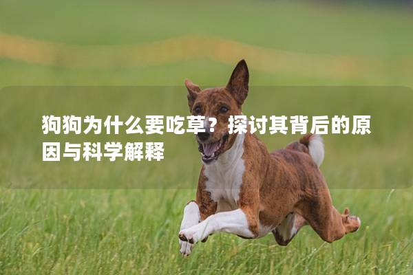 狗狗为什么要吃草？探讨其背后的原因与科学解释