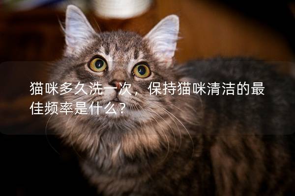 猫咪多久洗一次，保持猫咪清洁的最佳频率是什么？
