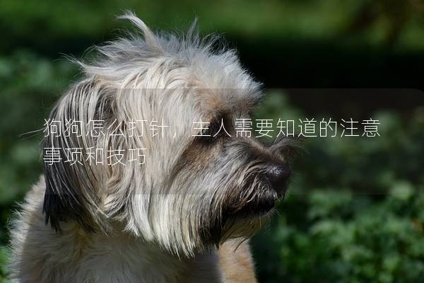 狗狗怎么打针,主人需要知道的注意事项和技巧 狗狗怎么打针,主人需要知道的注意事项和技巧