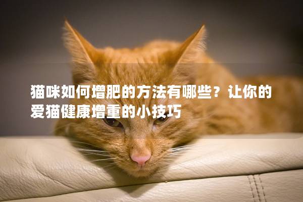 猫咪如何增肥的方法有哪些？让你的爱猫健康增重的小技巧