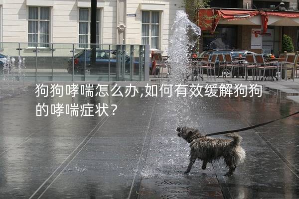 狗狗哮喘怎么办,如何有效缓解狗狗的哮喘症状？