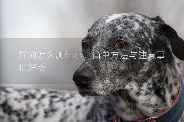 狗狗怎么测细小，简单方法与注意事项解析