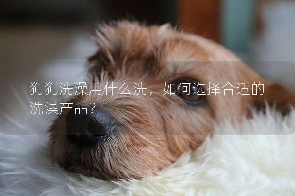 狗狗洗澡用什么洗，如何选择合适的洗澡产品？