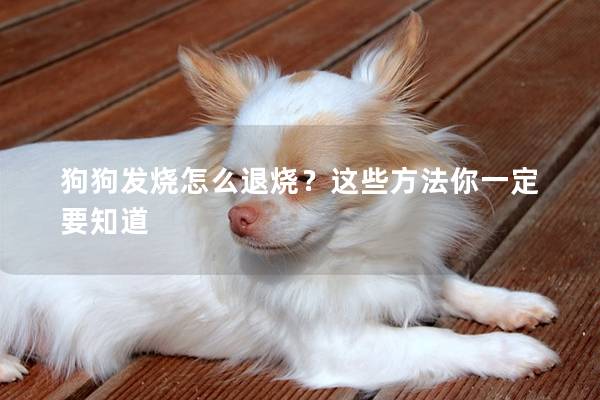 狗狗发烧怎么退烧？这些方法你一定要知道