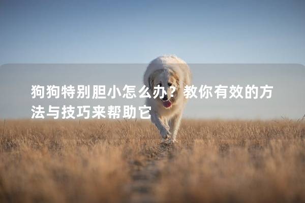 狗狗特别胆小怎么办？教你有效的方法与技巧来帮助它