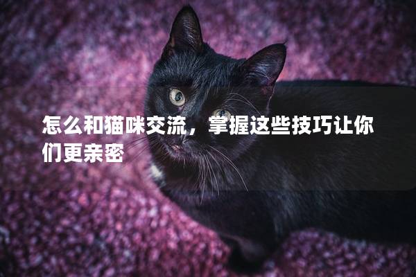 怎么和猫咪交流，掌握这些技巧让你们更亲密