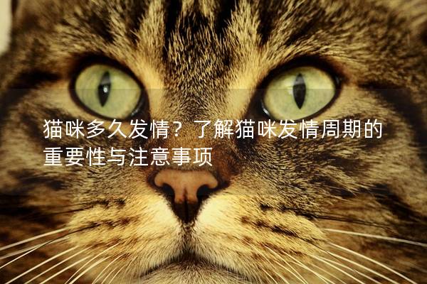 猫咪多久发情？了解猫咪发情周期的重要性与注意事项