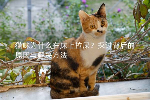 猫咪为什么在床上拉屎？探讨背后的原因与解决方法