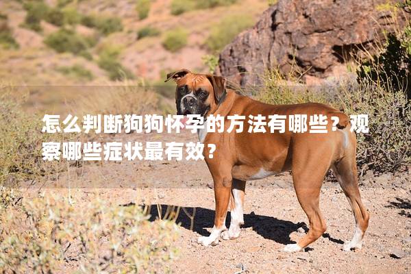 怎么判断狗狗怀孕的方法有哪些？观察哪些症状最有效？