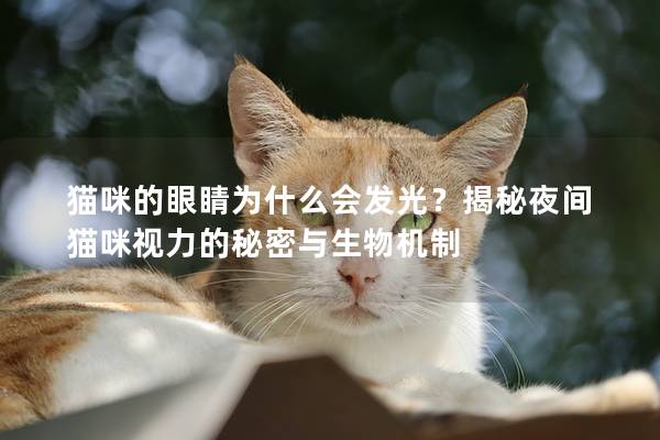 猫咪的眼睛为什么会发光？揭秘夜间猫咪视力的秘密与生物机制