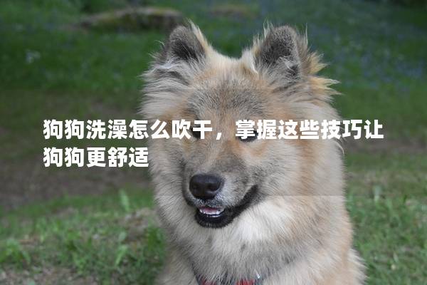 狗狗洗澡怎么吹干，掌握这些技巧让狗狗更舒适
