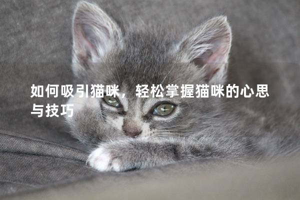 如何吸引猫咪，轻松掌握猫咪的心思与技巧