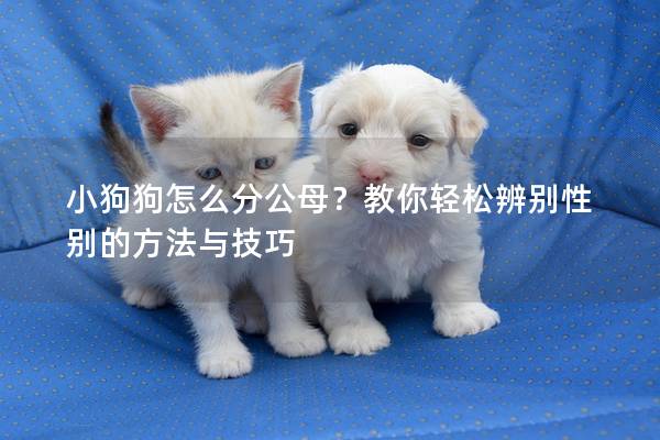 小狗狗怎么分公母？教你轻松辨别性别的方法与技巧