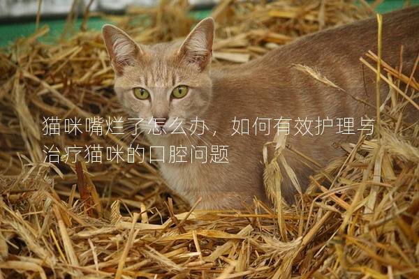猫咪嘴烂了怎么办，如何有效护理与治疗猫咪的口腔问题