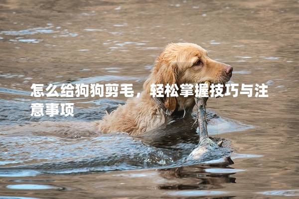 怎么给狗狗剪毛，轻松掌握技巧与注意事项
