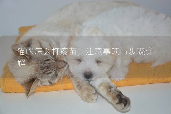 猫咪怎么打疫苗，注意事项与步骤详解