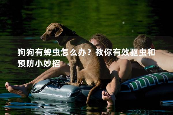 狗狗有蜱虫怎么办？教你有效驱虫和预防小妙招