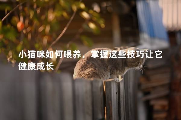 小猫咪如何喂养，掌握这些技巧让它健康成长