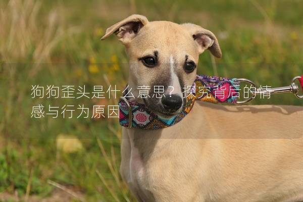 狗狗歪头是什么意思？探究背后的情感与行为原因