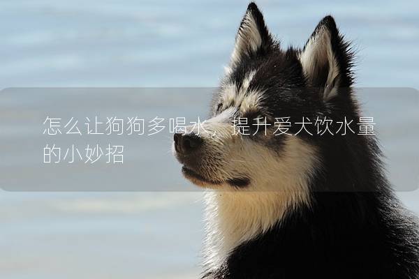 怎么让狗狗多喝水，提升爱犬饮水量的小妙招