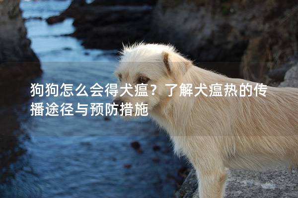 狗狗怎么会得犬瘟？了解犬瘟热的传播途径与预防措施