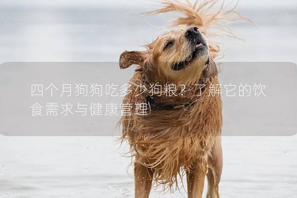 四个月狗狗吃多少狗粮？了解它的饮食需求与健康管理