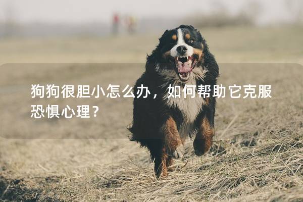 狗狗很胆小怎么办,如何帮助它克服恐惧心理? 狗狗很胆小怎么办,如何帮助它克服恐惧心理?