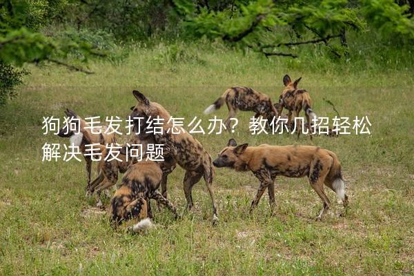 狗狗毛发打结怎么办？教你几招轻松解决毛发问题