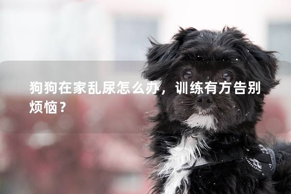 狗狗在家乱尿怎么办，训练有方告别烦恼？