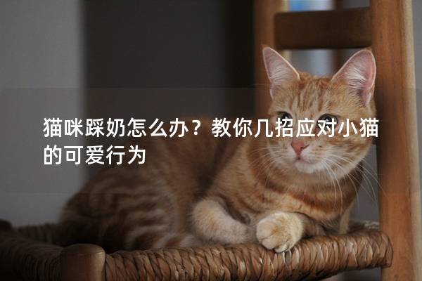 猫咪踩奶怎么办？教你几招应对小猫的可爱行为