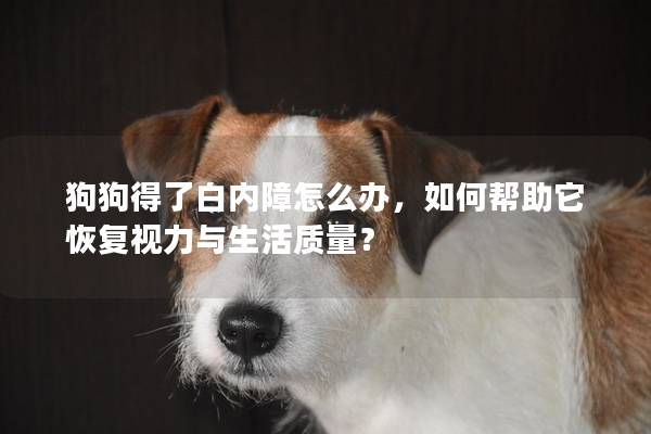 狗狗得了白内障怎么办,如何帮助它恢复视力与生活质量? 狗狗得了白内障怎么办,如何帮助它恢复视力与生活质量?