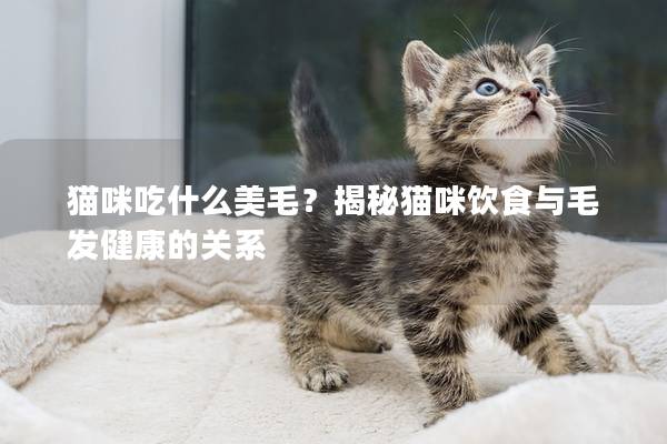 猫咪吃什么美毛？揭秘猫咪饮食与毛发健康的关系