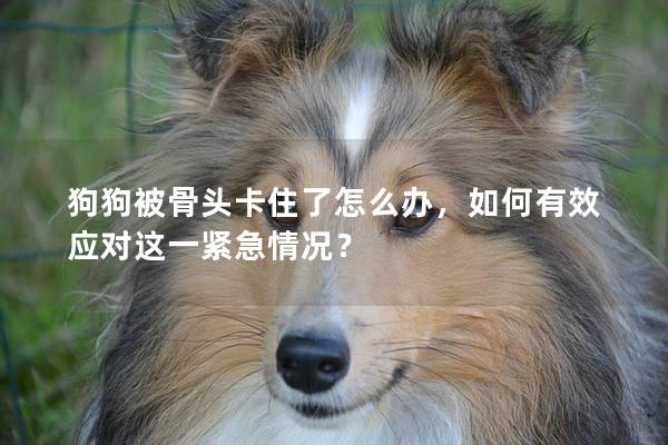 狗狗被骨头卡住了怎么办，如何有效应对这一紧急情况？